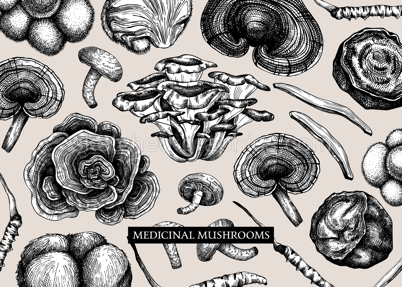 Medicinal mushroom vector background. Sketched adaptogenic plants banner design. Perfect for traditional medicine recipe, menu, label, packaging. Magic fungi sketches  Illustration